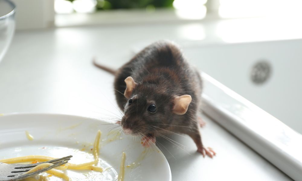 Modern Strategies for a Rodent-Free Home