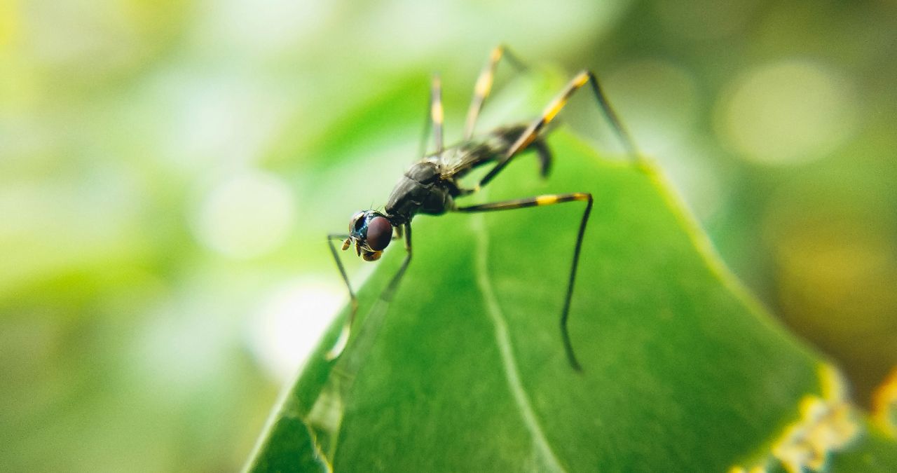 How Seasonal Changes Impact Pest Activity in Little Elm, TX, and What You Can Do?