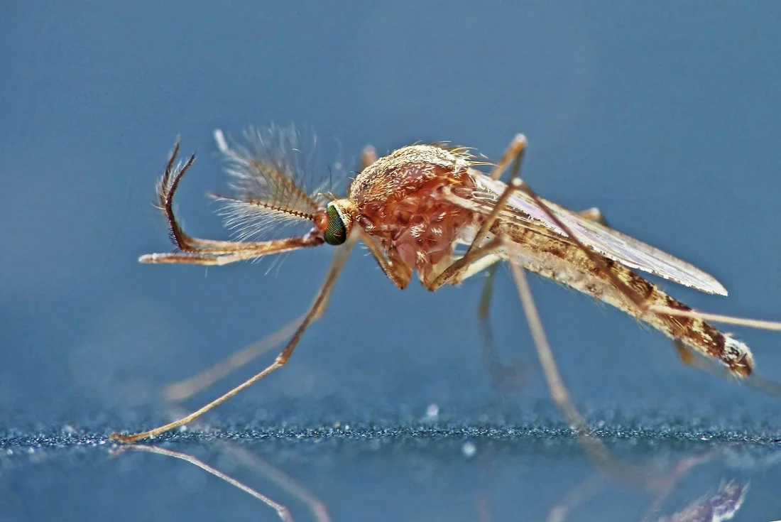 Can Mosquitoes Become a Nuisance? How Can Mosquitoes Affect Your Daily Lives in Collinsville, IL?
