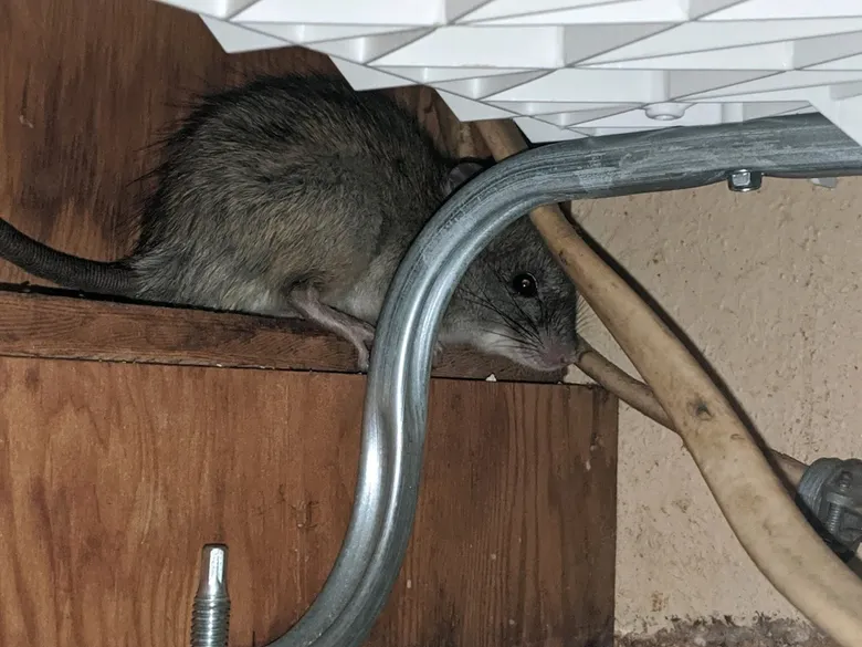 What to Do if You Suspect Rat Issues in Your Seattle Walls