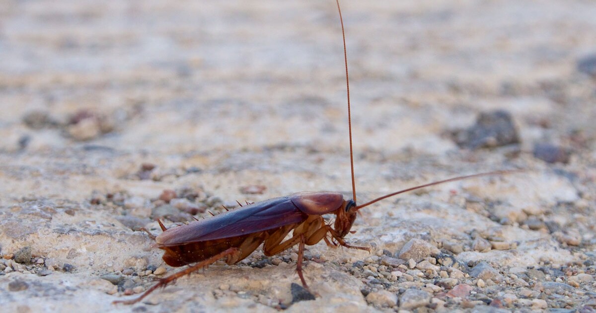 Why Roach Activity in Fort Lee Spikes Faster Than Expected