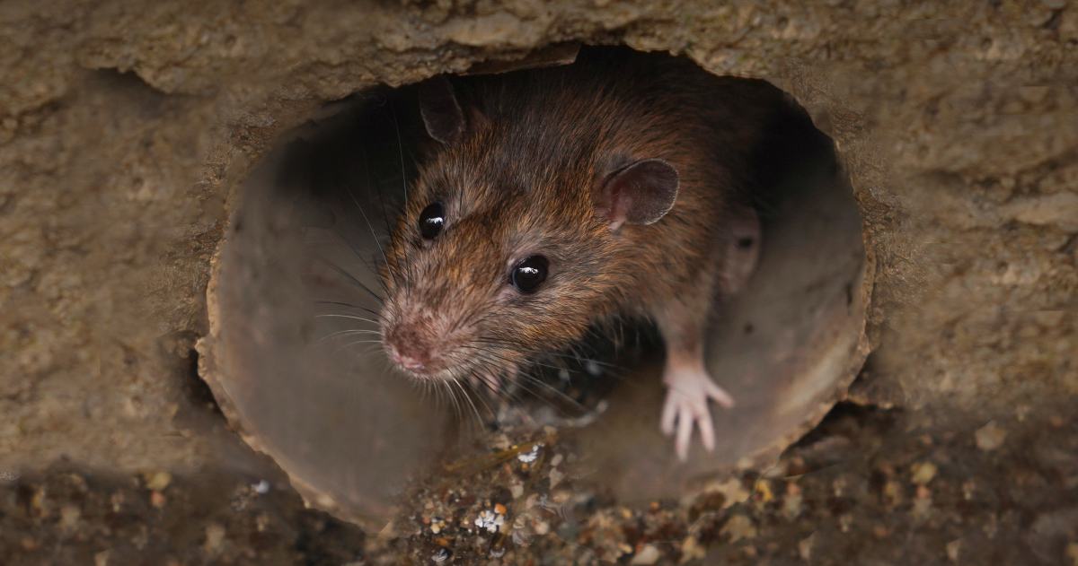 Sewer Rats in Denver: When to Worry About Rodent Activity Near Drains