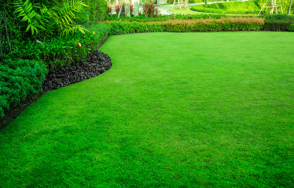 Healthy Lawns Year-Round: a Practical Guide To Grass Sod In Arlington, TX