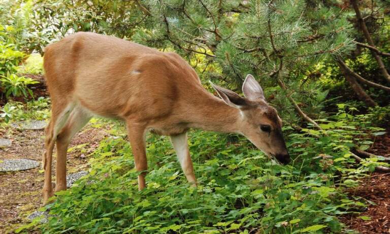 Lawn Care in Newtown CT: Why Deer Keep Damaging Your Lawn and Ornamentals, and What Actually Stops Them