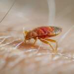 Why Some Denver Bed Bug Treatments Fail Twice (and What Made the Difference the Third Time): A Hot Bugz Analysis of Chemical Treatment Failure