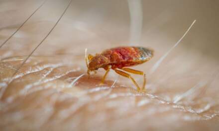 Why Some Denver Bed Bug Treatments Fail Twice (and What Made the Difference the Third Time): A Hot Bugz Analysis of Chemical Treatment Failure