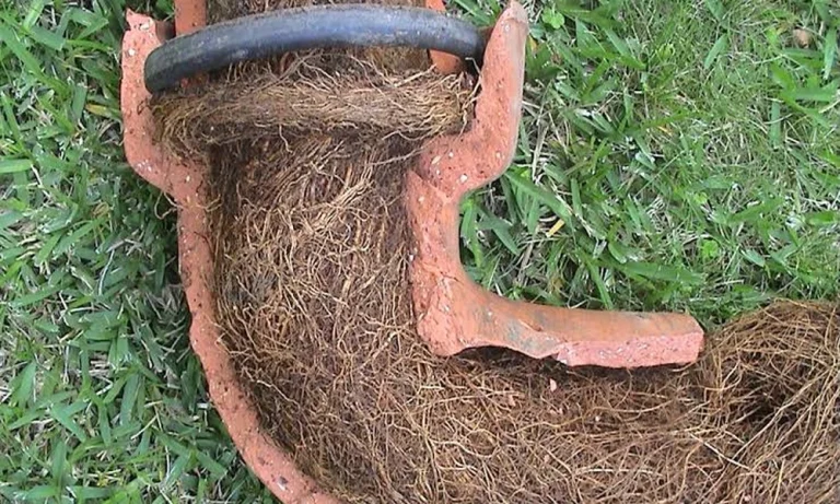 When Is Drain Cleaning Necessary After Tree Removal?